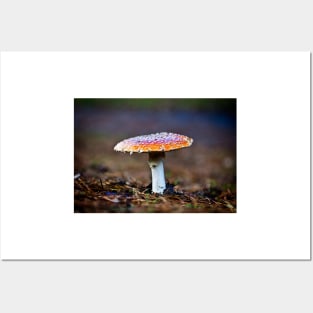 Fly Agaric Toadstool Posters and Art